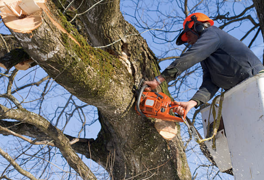 tree pruning in Carson City