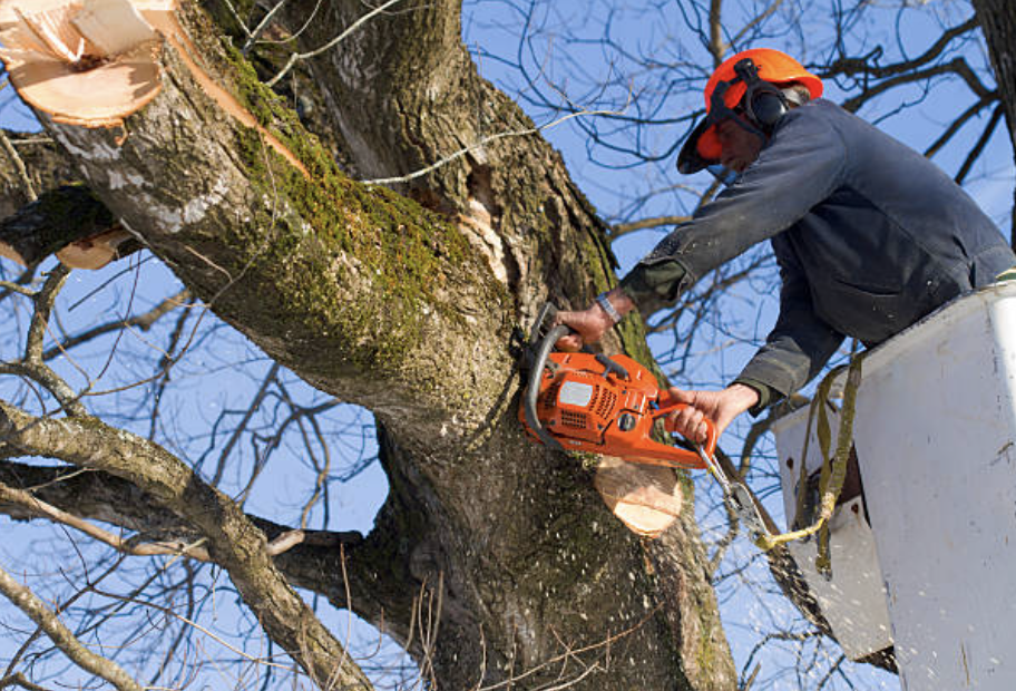 tree pruning in Sandy Valley